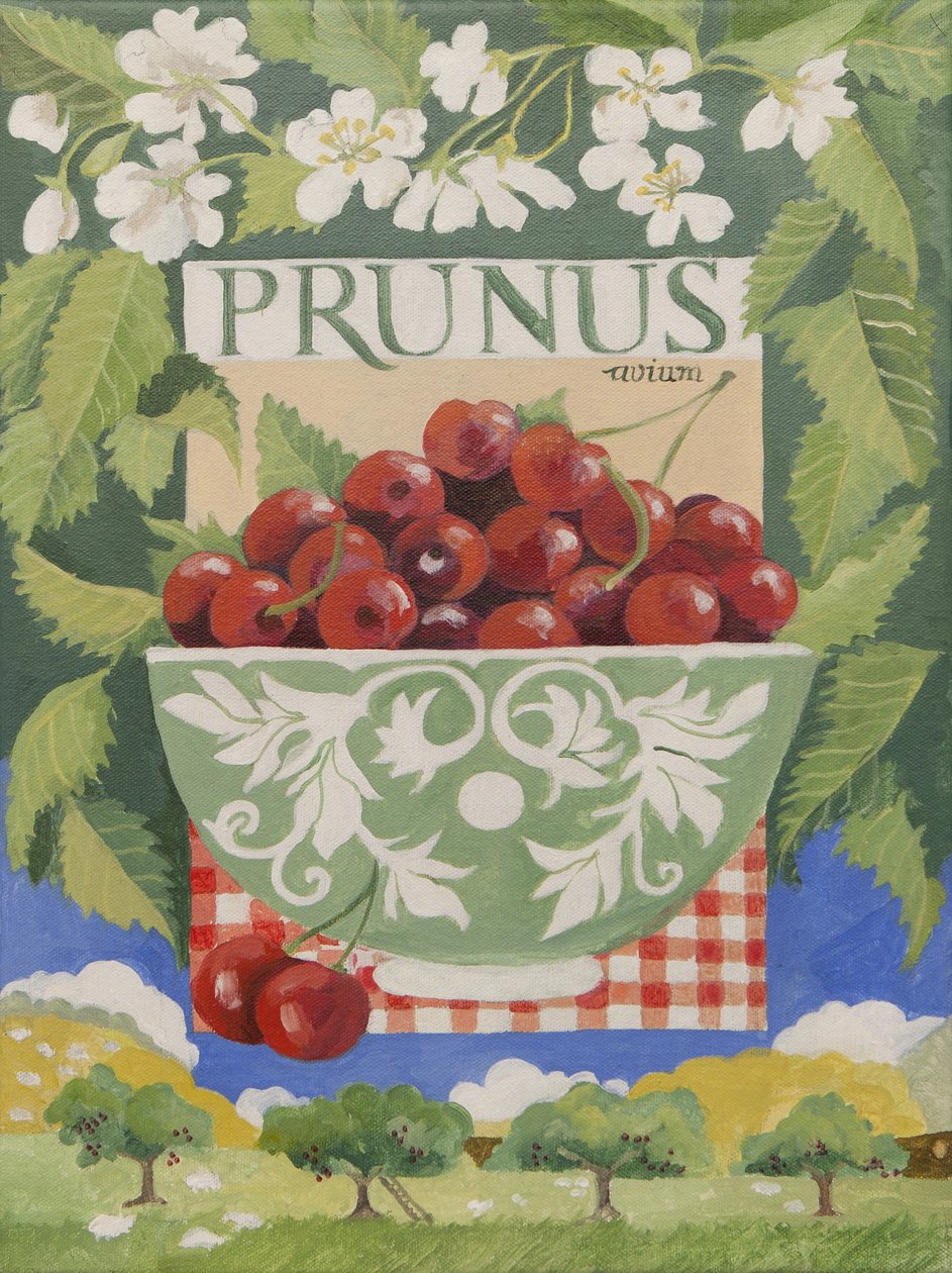 Prunus avium by Jennifer Abbott