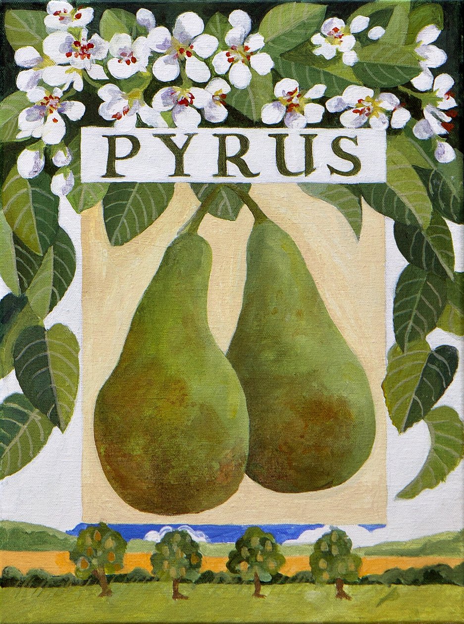 Pyrus (pear) by Jennifer Abbott
