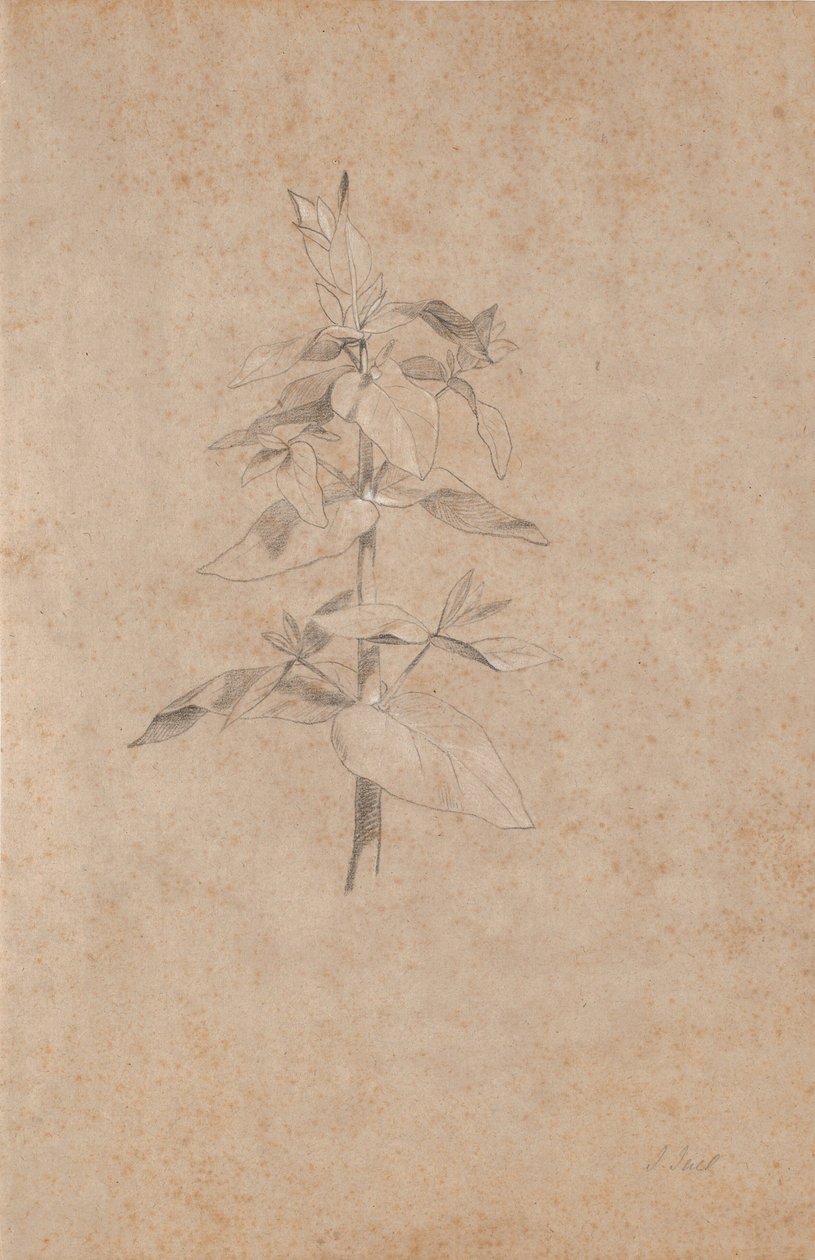 Plant Study by Jens Juel