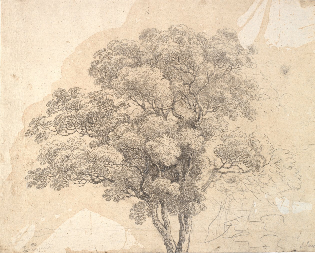 Study of Tree Crown by Jens Juel