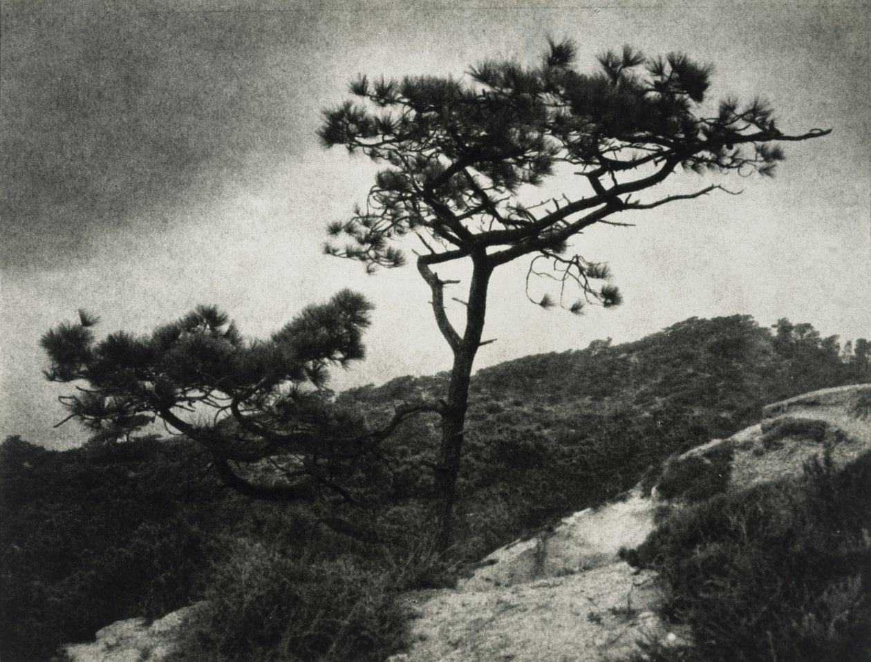 Famous Torrey Pines by Jessie Tarbox Beals