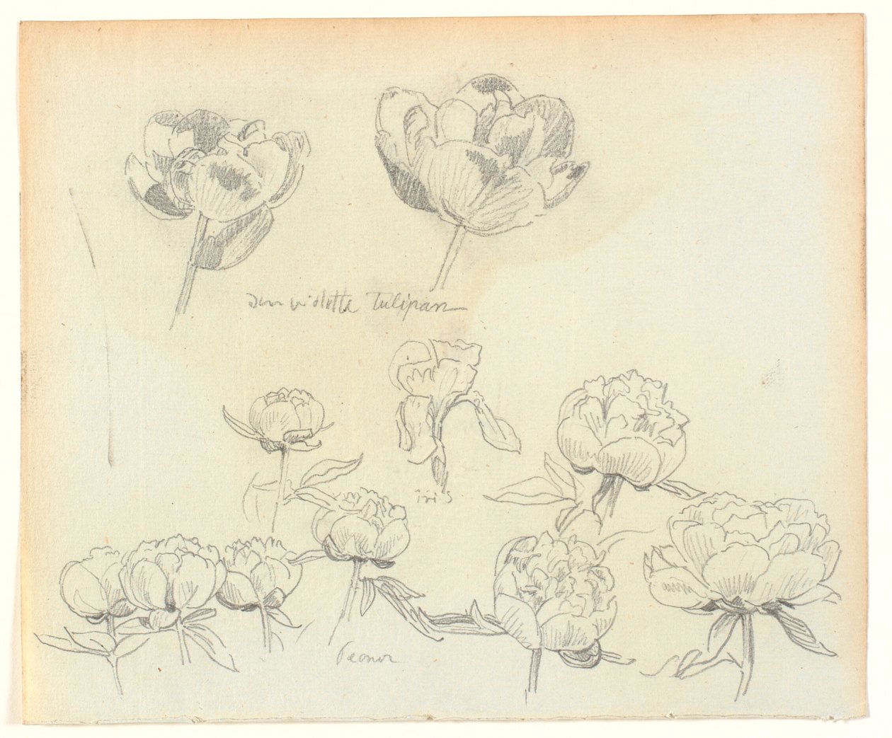 Flower Studies by Joakim Frederik Skovgaard