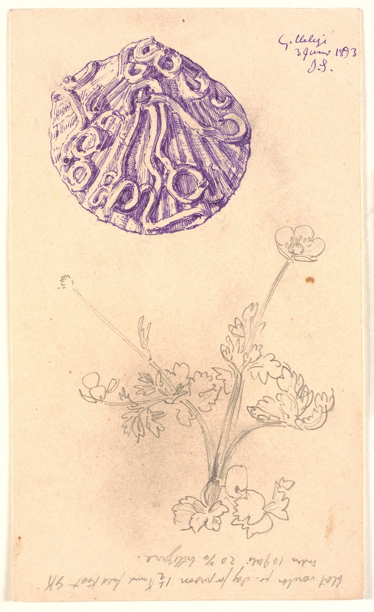 Study of a Seashell and a Plant by Joakim Frederik Skovgaard
