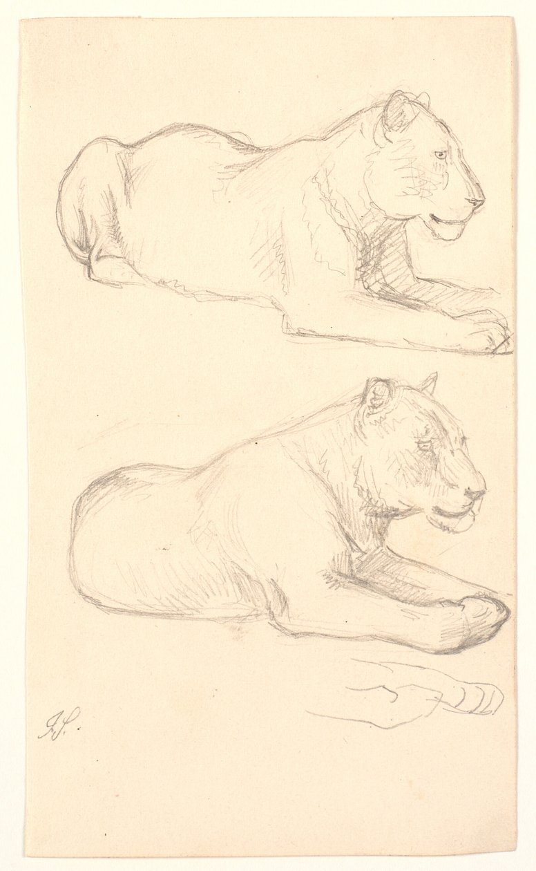 Two Studies of a Lying Lioness by Joakim Frederik Skovgaard