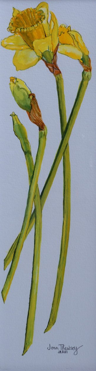 Four Daffodil Stems 2011 by Joan Thewsey