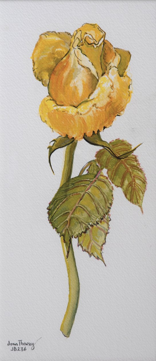 Single Yellow Rose Arthur Bell 2006 by Joan Thewsey