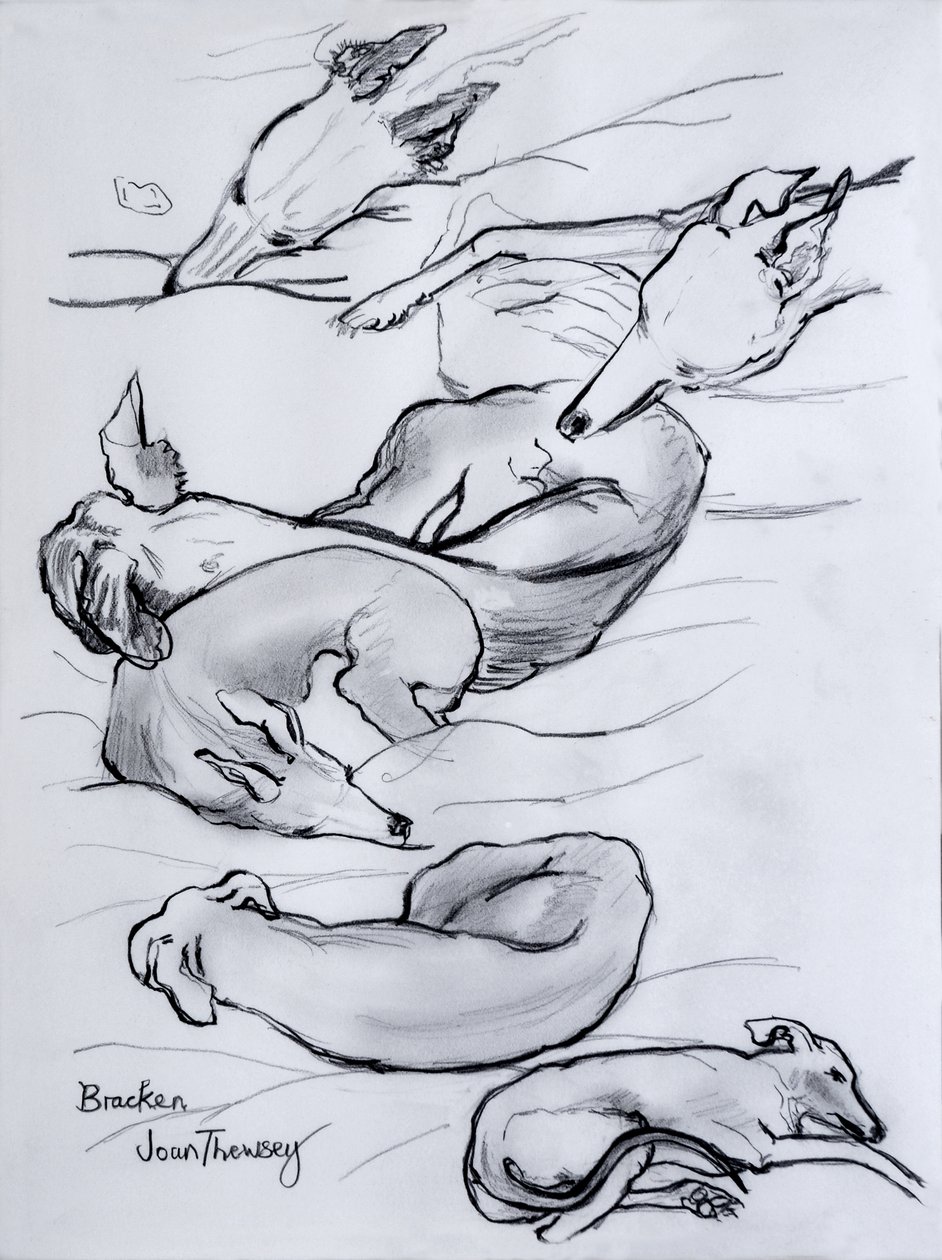 Bracken, the Whippet by Joan Thewsey