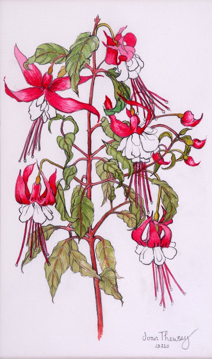 Fuchsias by Joan Thewsey
