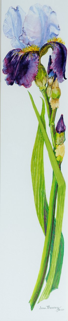 Iris with Three Buds by Joan Thewsey