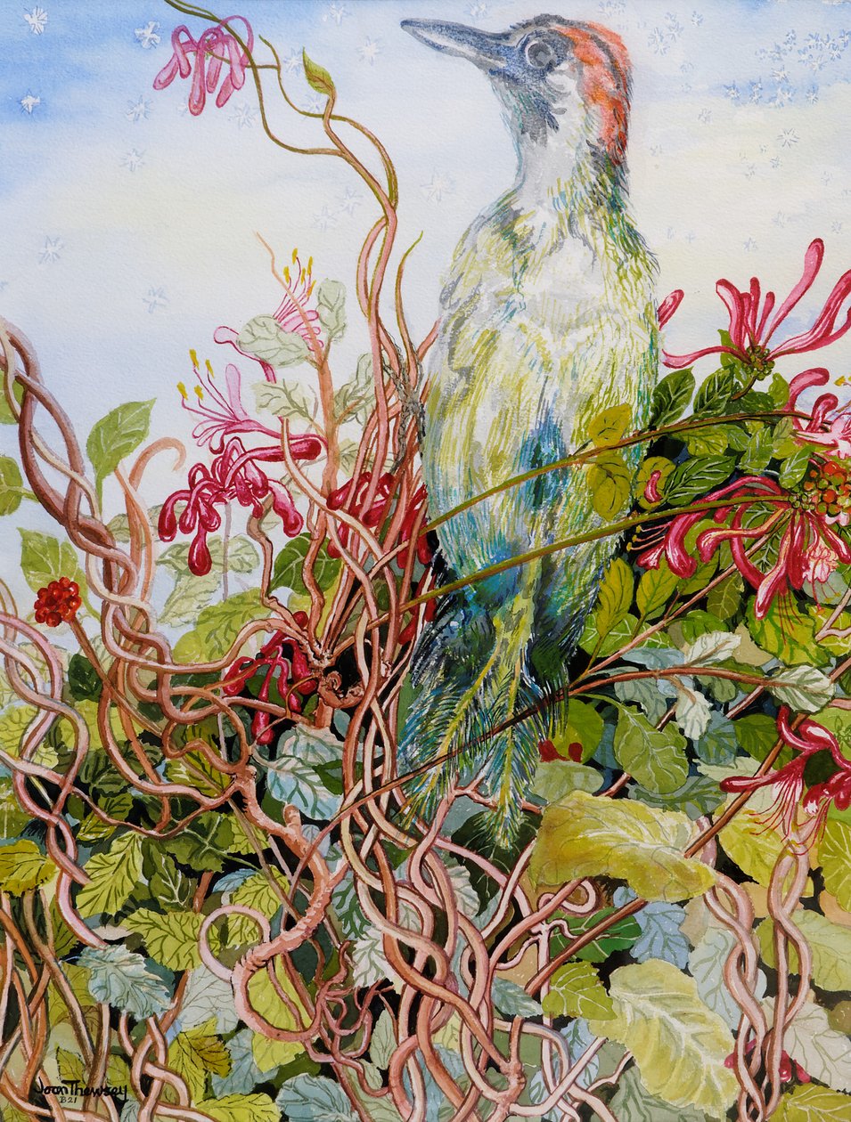 Woodpecker in the Honeysuckle by Joan Thewsey