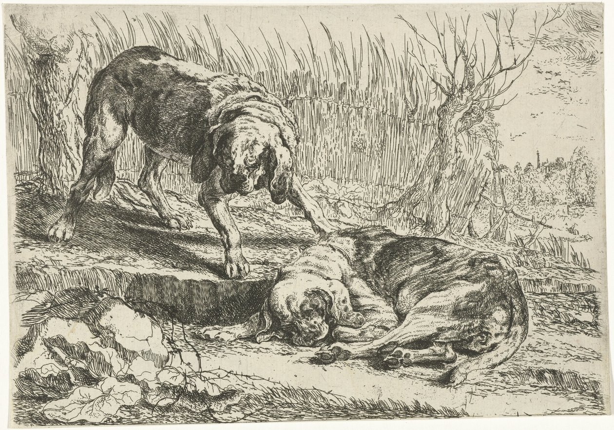 Two dogs, Dogs (series title) by Joannes Fijt