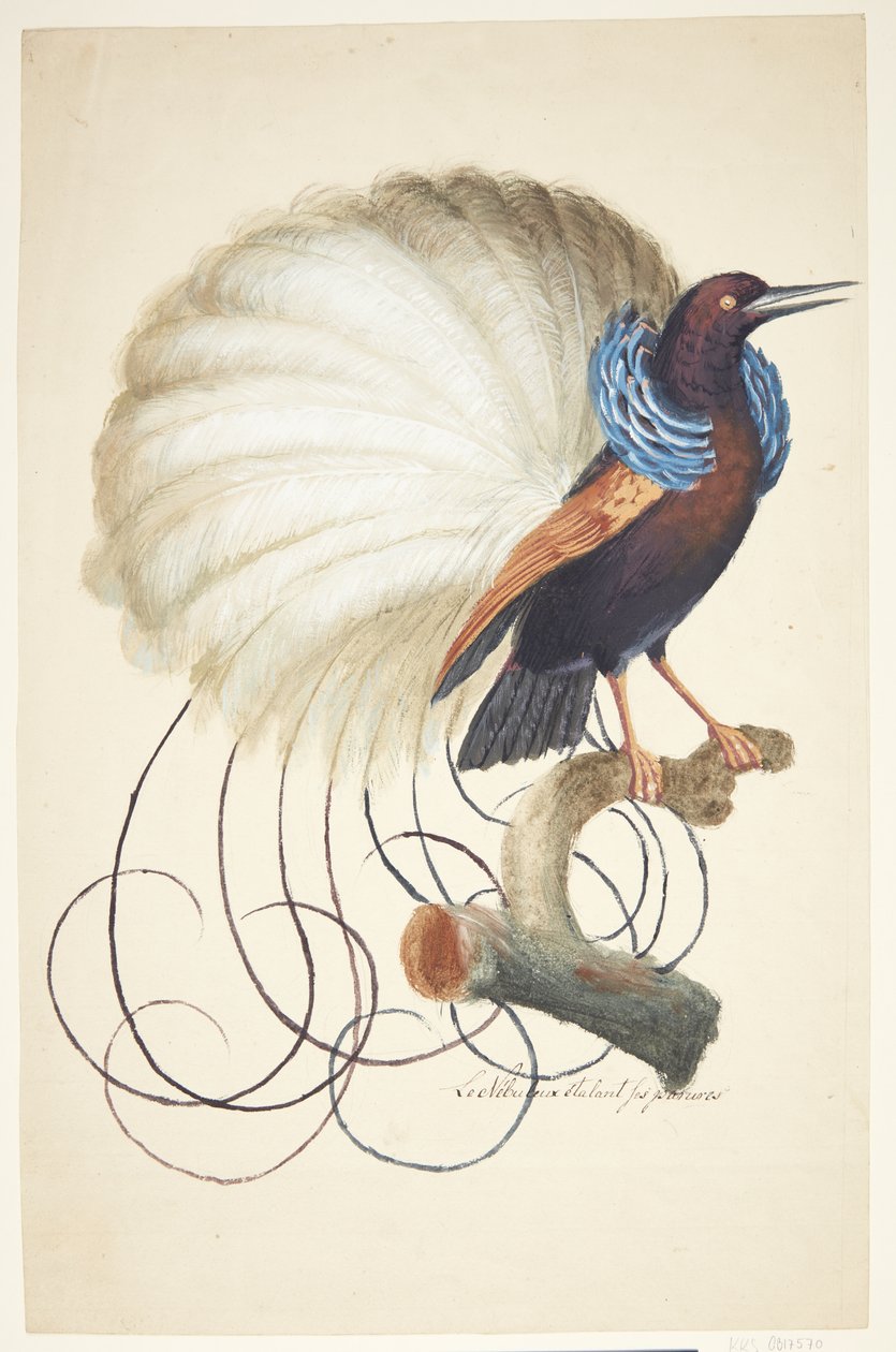 Exotic Bird by Johan Christian Ernst Walter