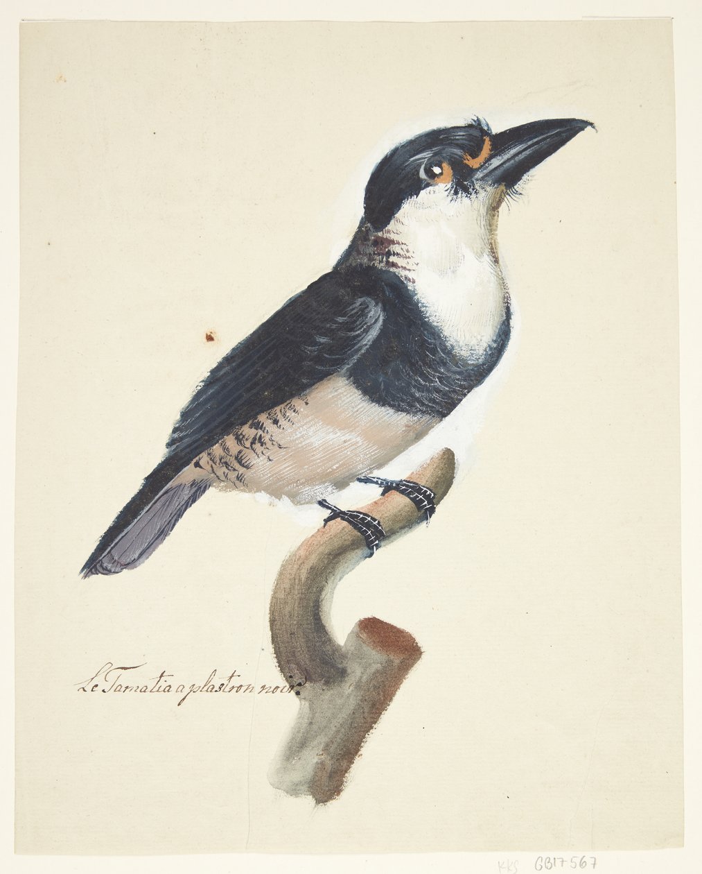 Bird by Johan Christian Ernst Walter
