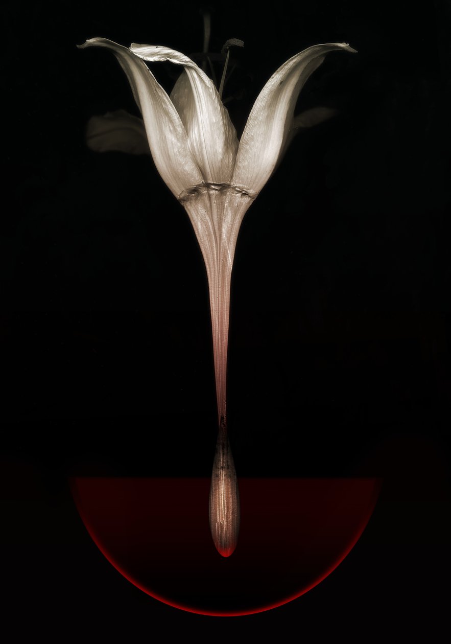 Bleeding lily, 2013 by Johan Lilja