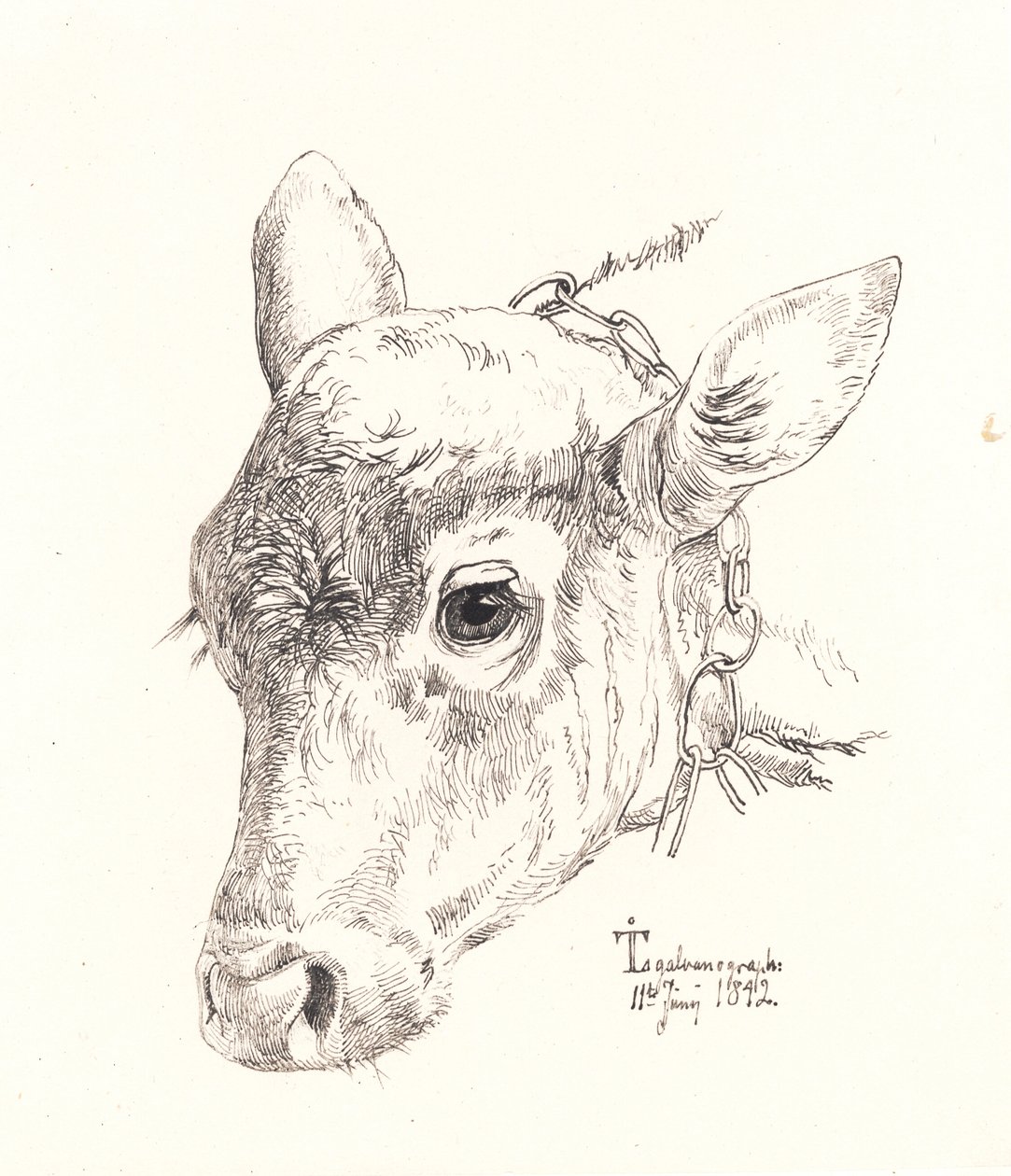 A Calf