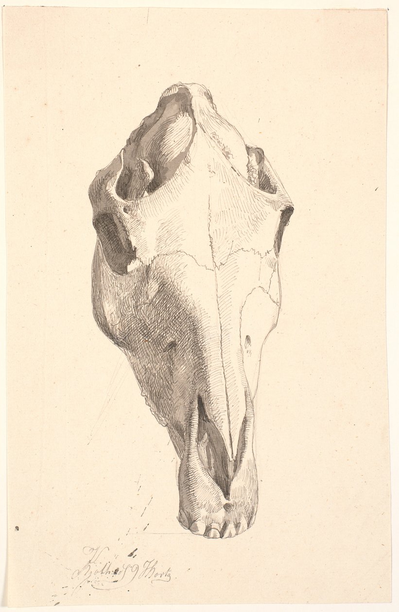 Deer Skull by Johan Thomas Lundbye