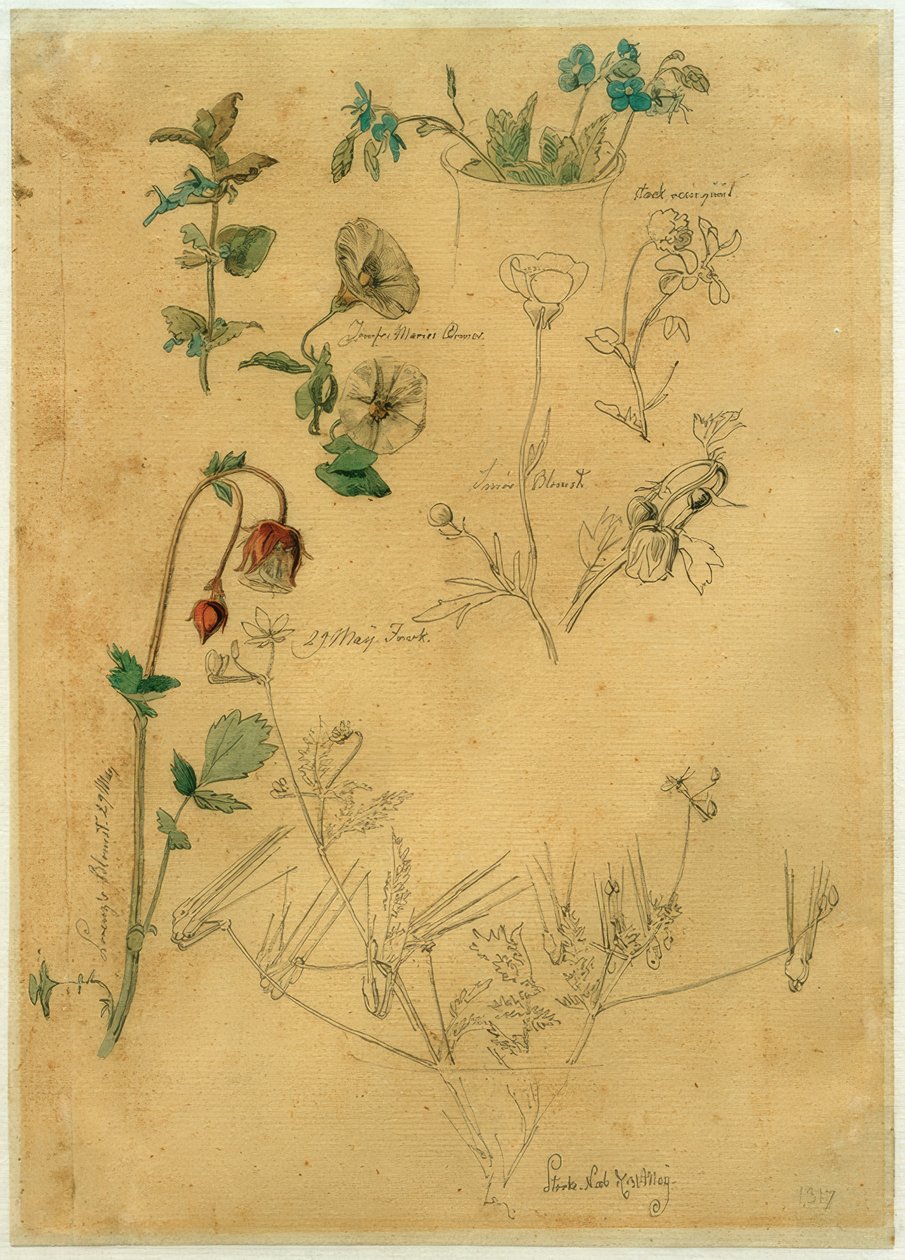 J. Th. Lundbye, Plant Study by Johan Thomas Lundbye