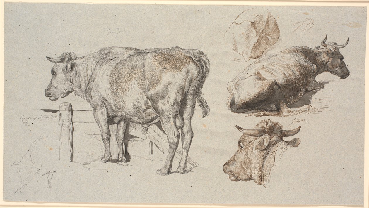 Cattle Studies. Left: The Bull Grev Geert by Johan Thomas Lundbye