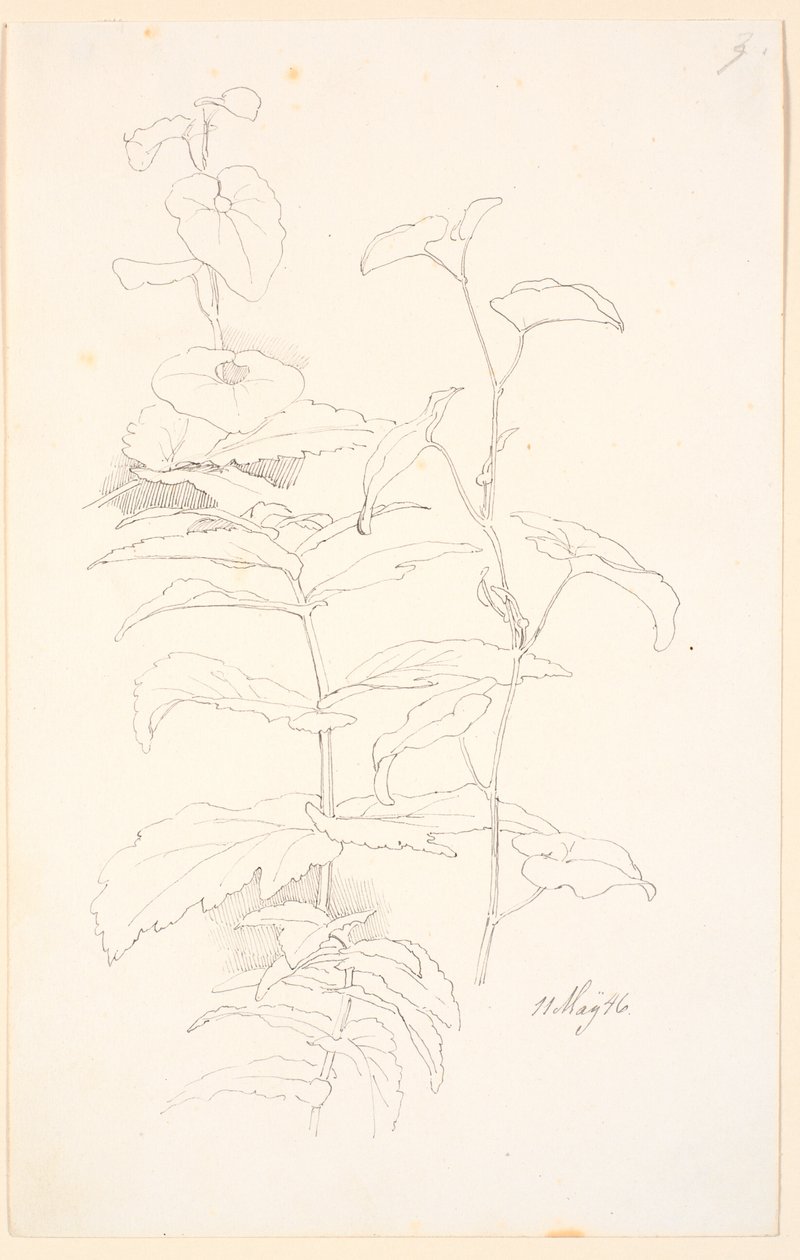 Plant Studies, including Morning Glory by Johan Thomas Lundbye