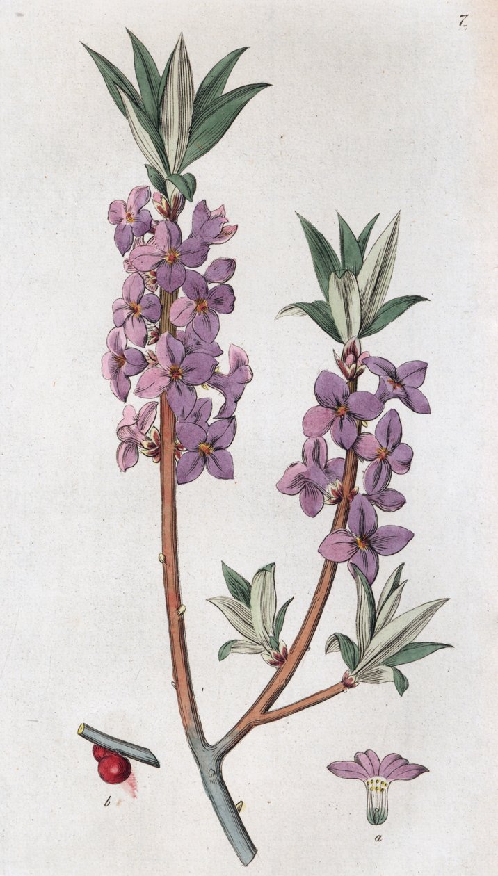 Mezereon Daphne mezereum by Johan Wilhelm Palmstruch