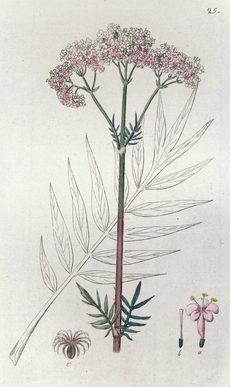 Valerian Valeriana officinalis by Johan Wilhelm Palmstruch