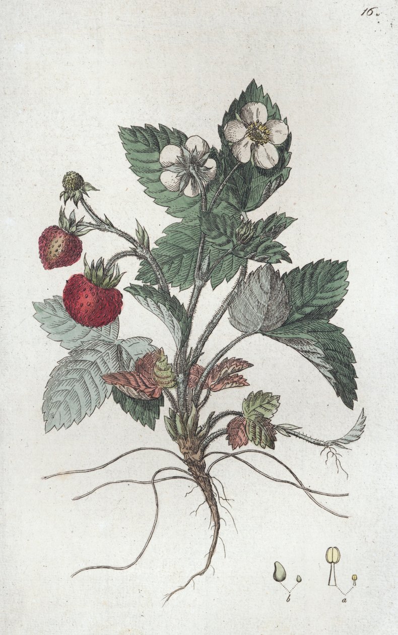 Wild Strawberry Fragaria vesca by Johan Wilhelm Palmstruch