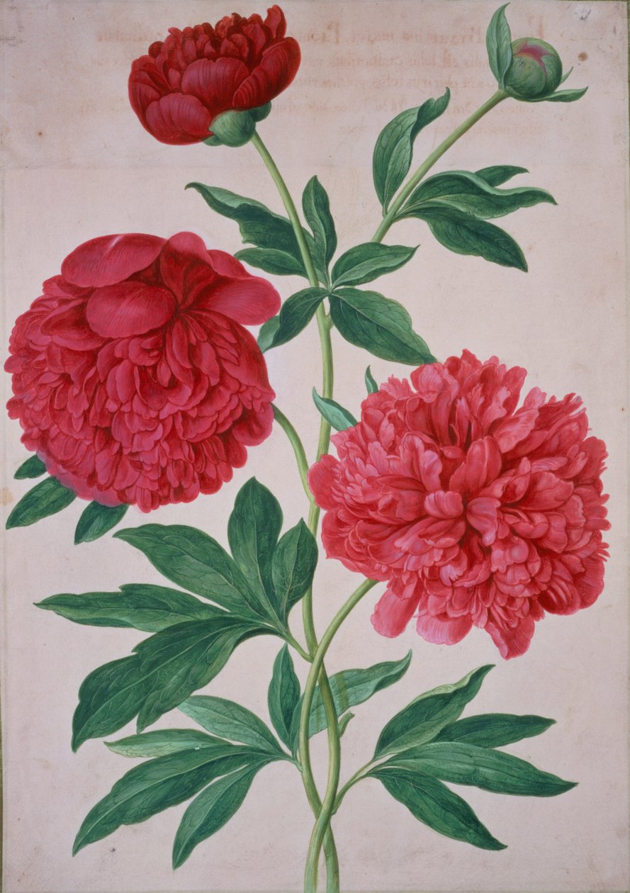 Peonies, plate 46 from the Nassau Florilegium by Johann Jakob Walther