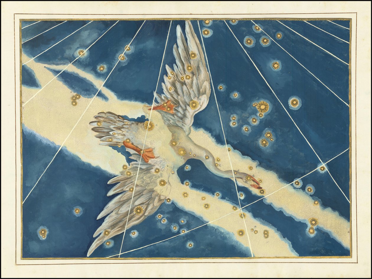 Cygnus by Johann Bayer