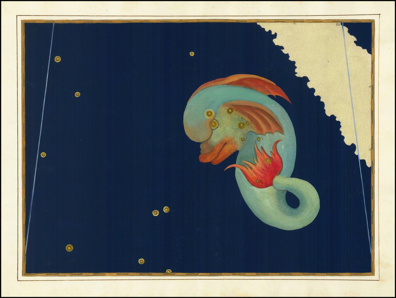 Delphinus by Johann Bayer