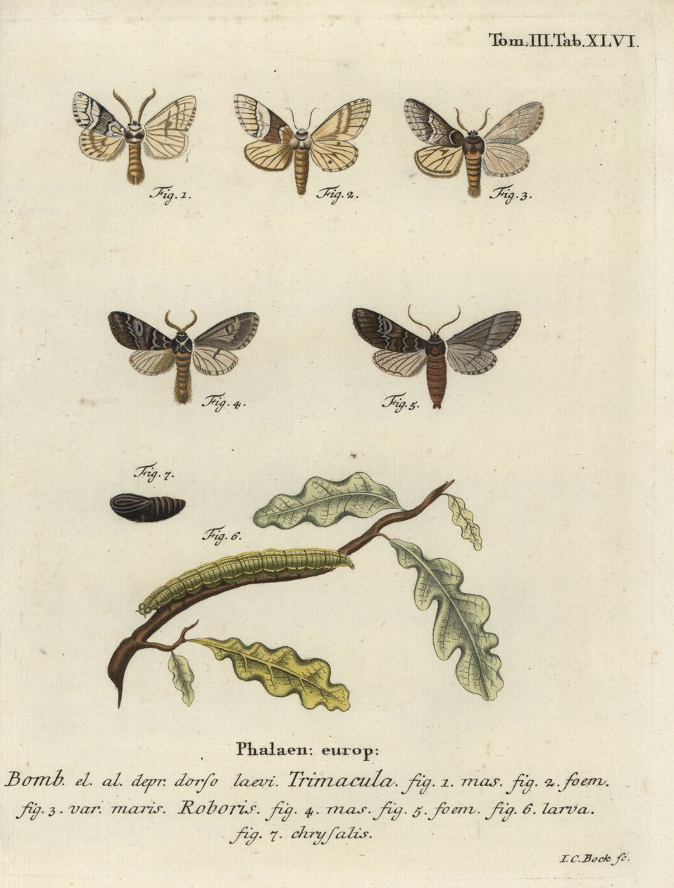 Drymonia dodonaea moth by Johann Carl Bock