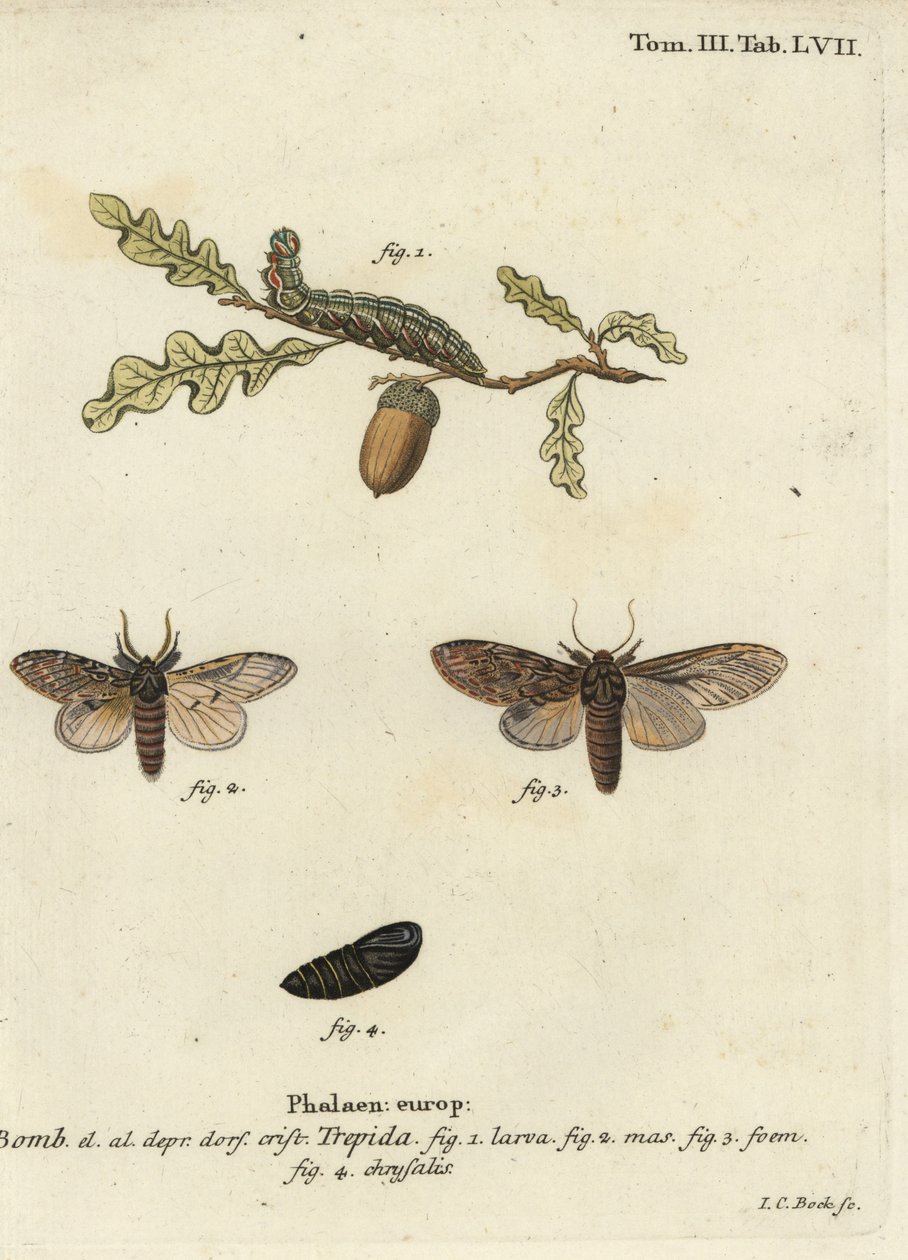 Great Prominent, Peridea Anceps by Johann Carl Bock
