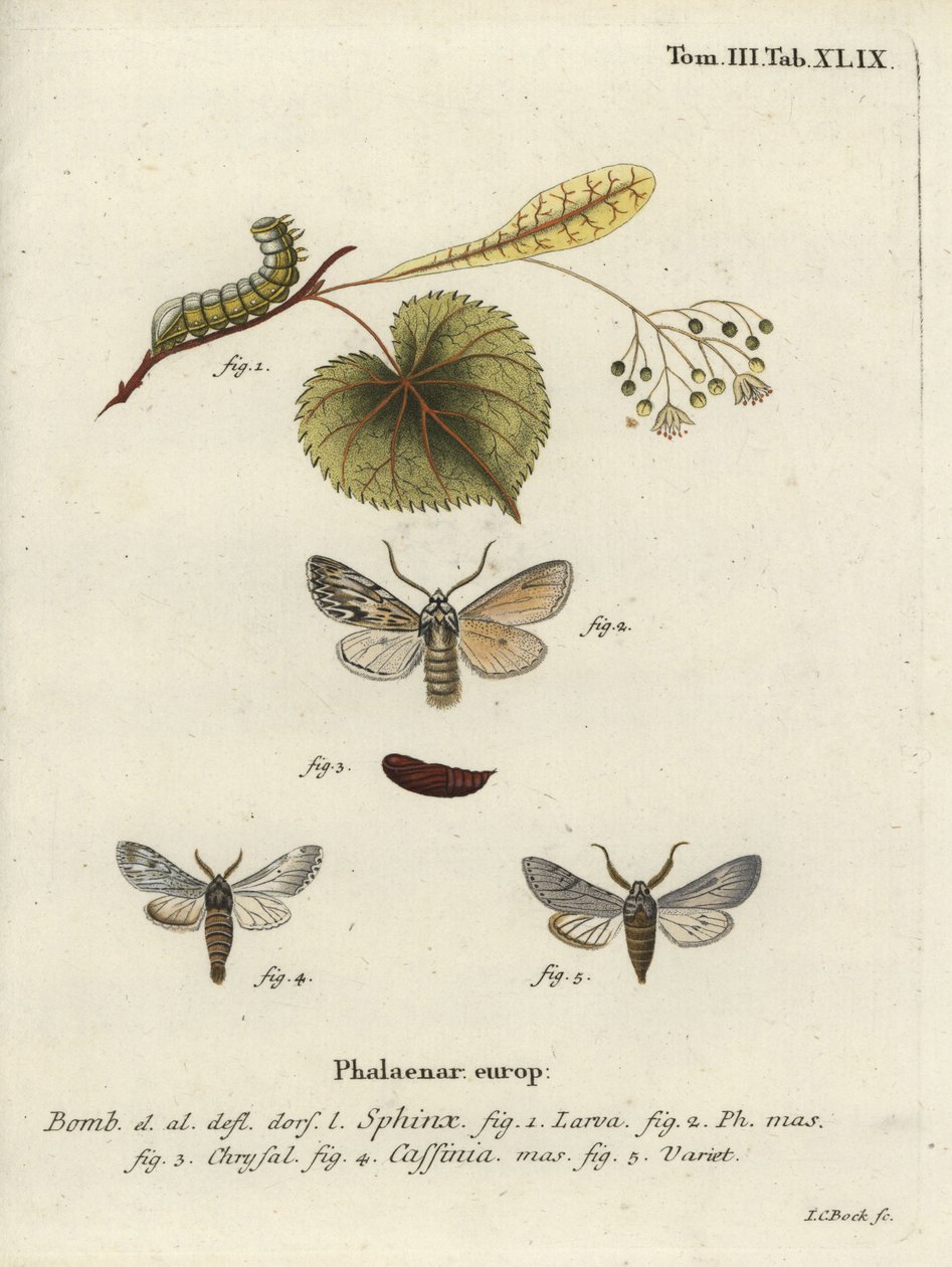 Sprawler moth, Asteroscopus sphinx by Johann Carl Bock
