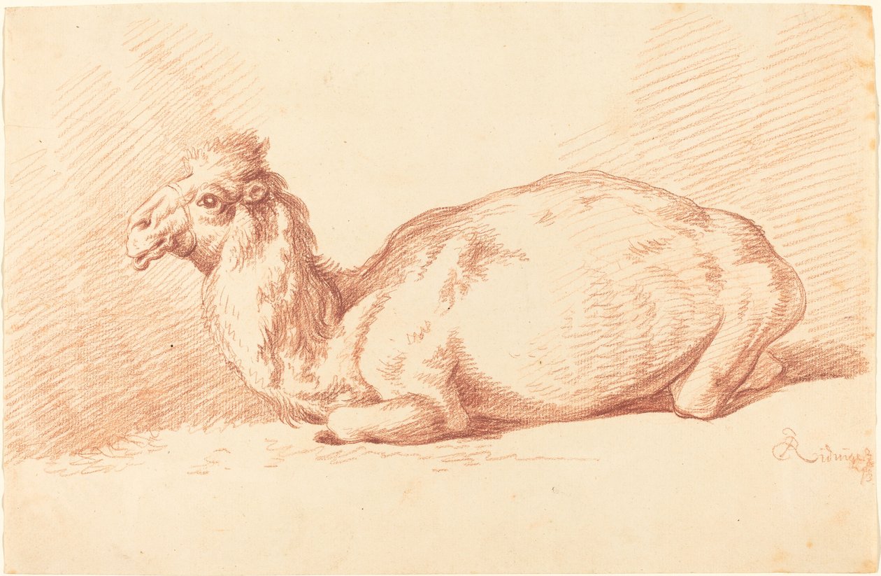 A Dromedary by Johann Elias Ridinger