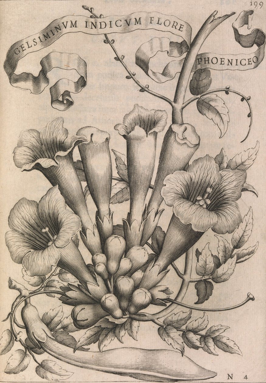 Gelsiminvm indicvm flore phoeniceo by Johann Friedrich Greuter