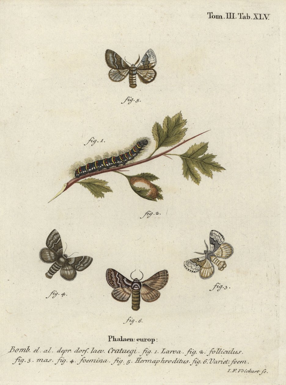 Pale oak eggar, Trichiura crataegi. by Johann Georg Klinger