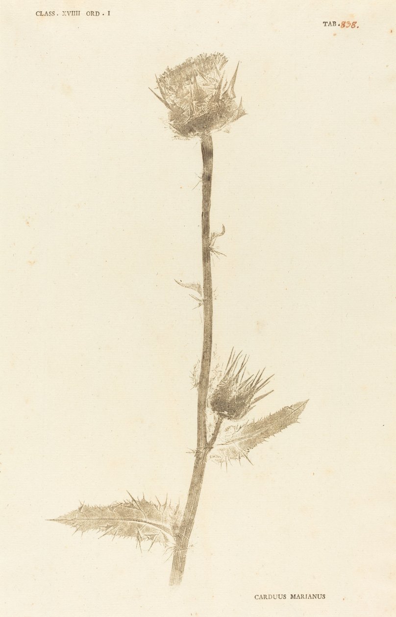 Milk Thistle by Johann Hieronymus Kniphof