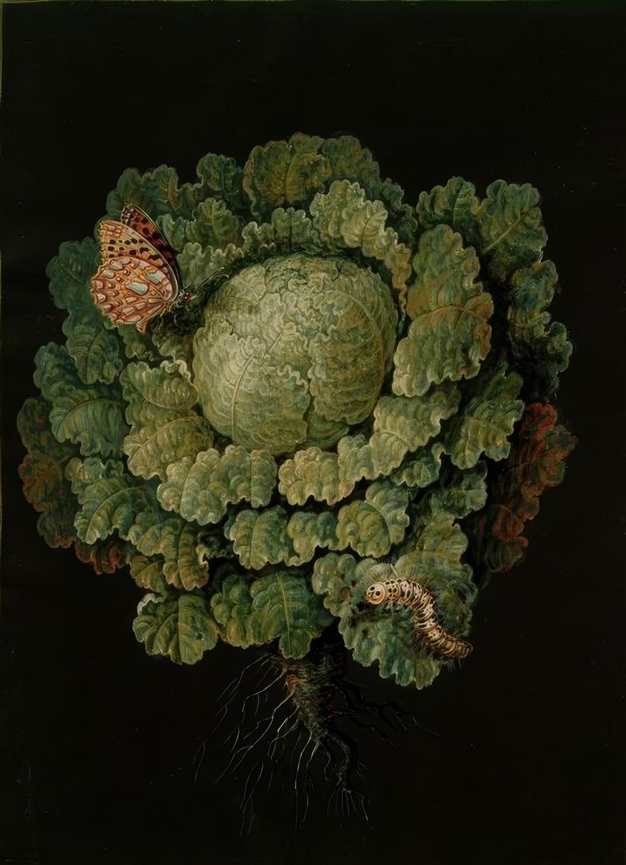 Savoy Cabbage / Cabbage Head, Butterfly / J. and B. Dietzsch by Johann Jacob Dietzsch