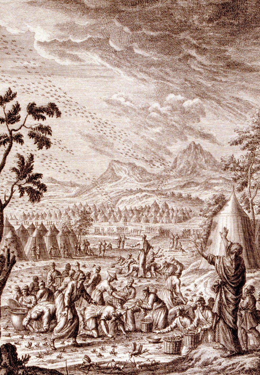 Hebrews fighting a plague of locusts by Johann Jakob Scheuchzer