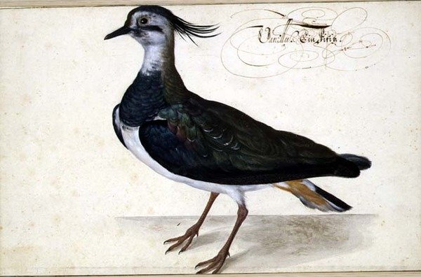 Study of a Lapwing by Johann Jakob Walther