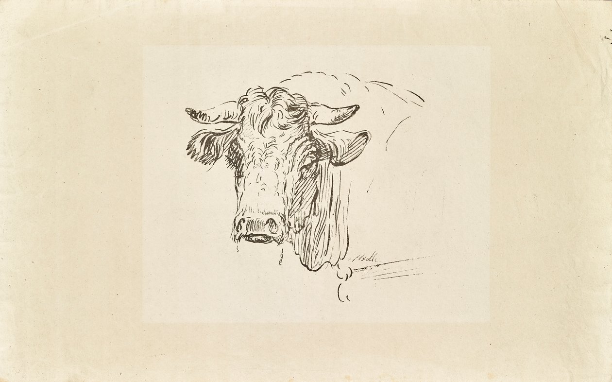 Bull