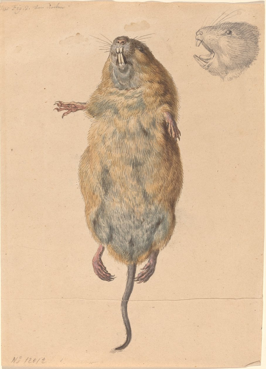 A Field Mouse, from Below by Johann Rudolph Schellenberg