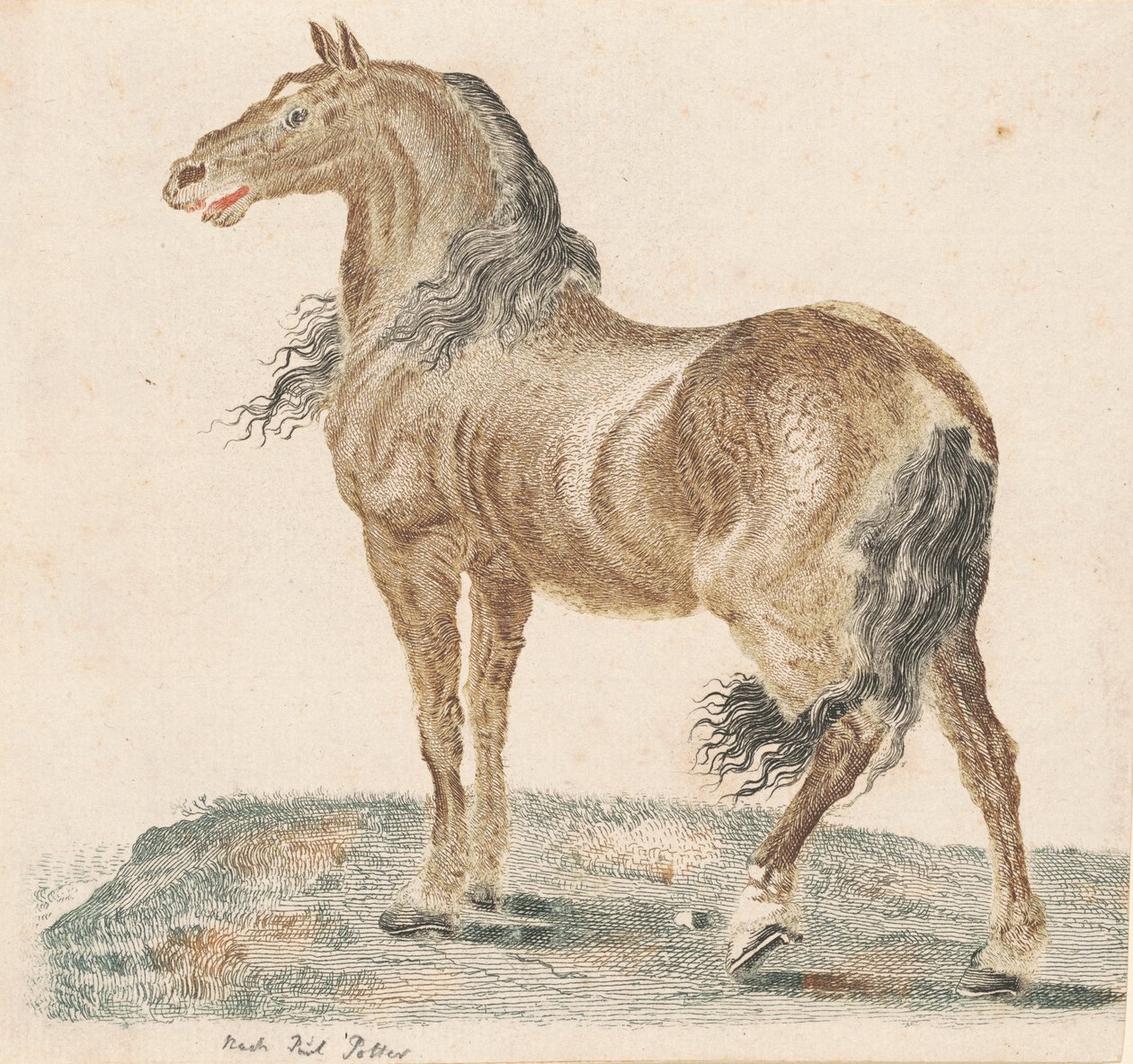 The Neighing Horse by Johann Teyler, after Paulus Potter