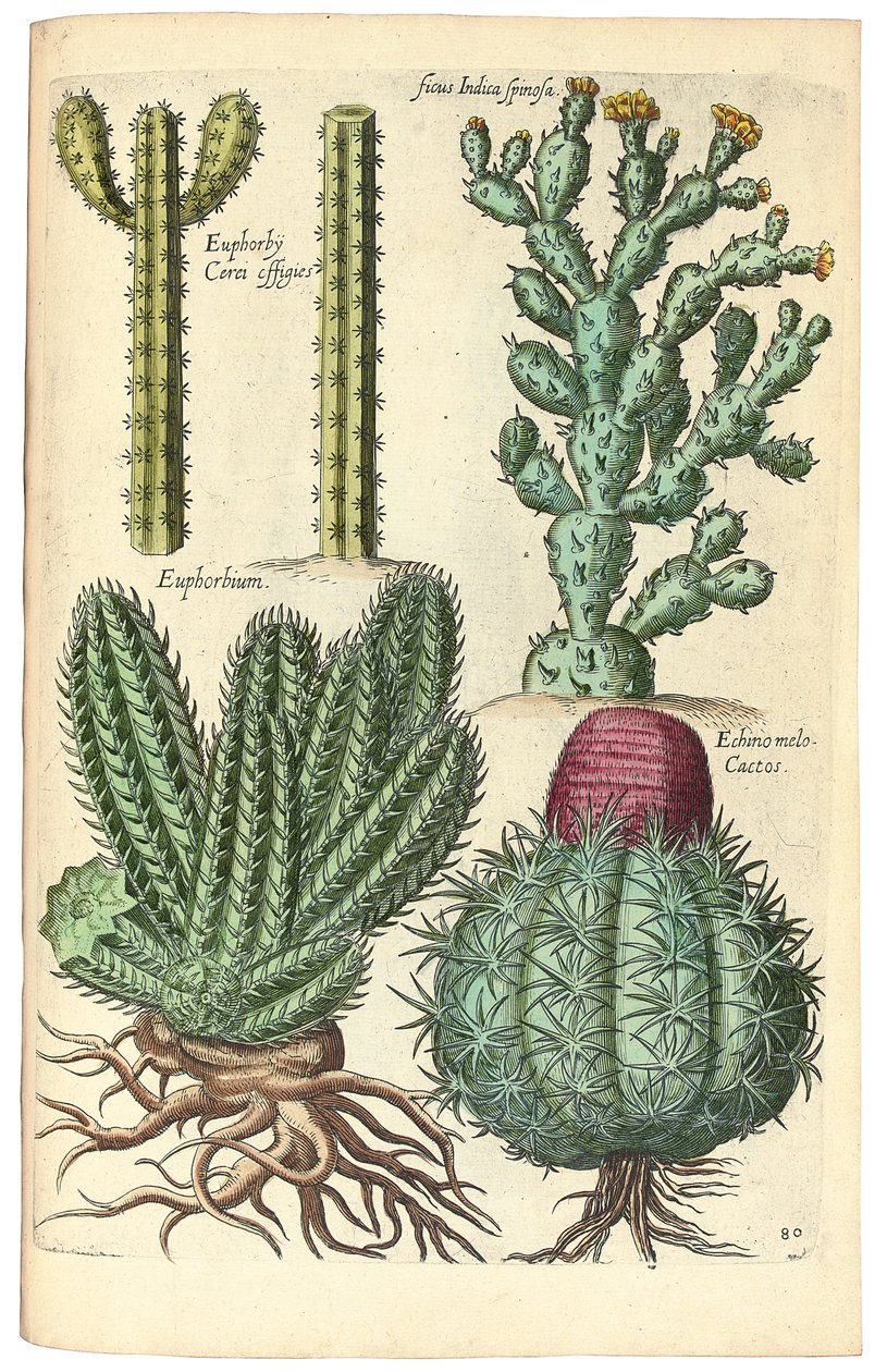 Cacti by Johann Theodor de Bry