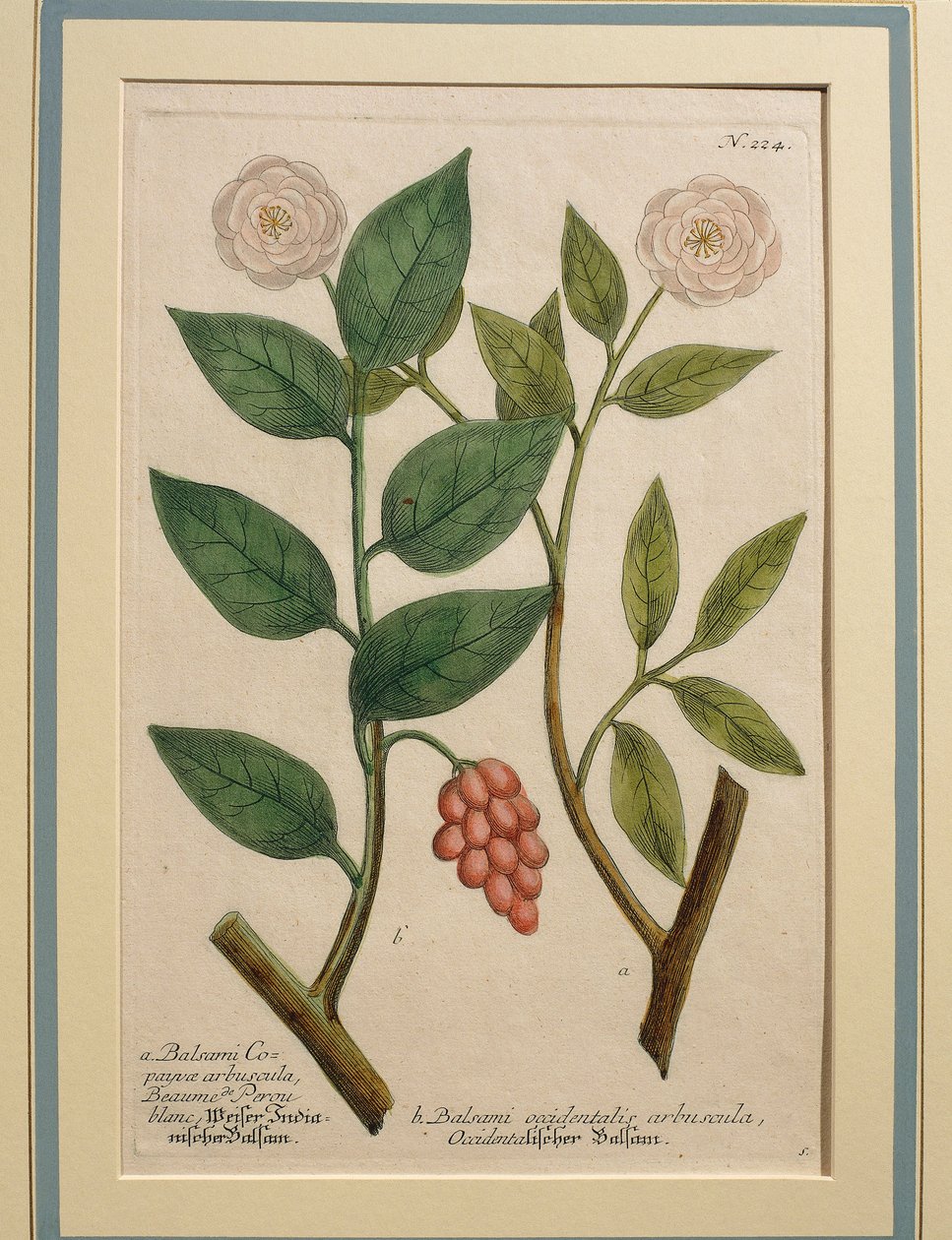 Balsami Occidentalis Arbuscula by Johann Wilhelm Weinmann