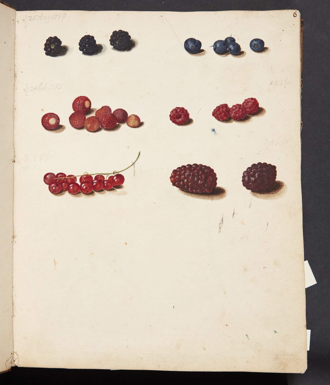 Study of Various Berries by Johanna Fosie