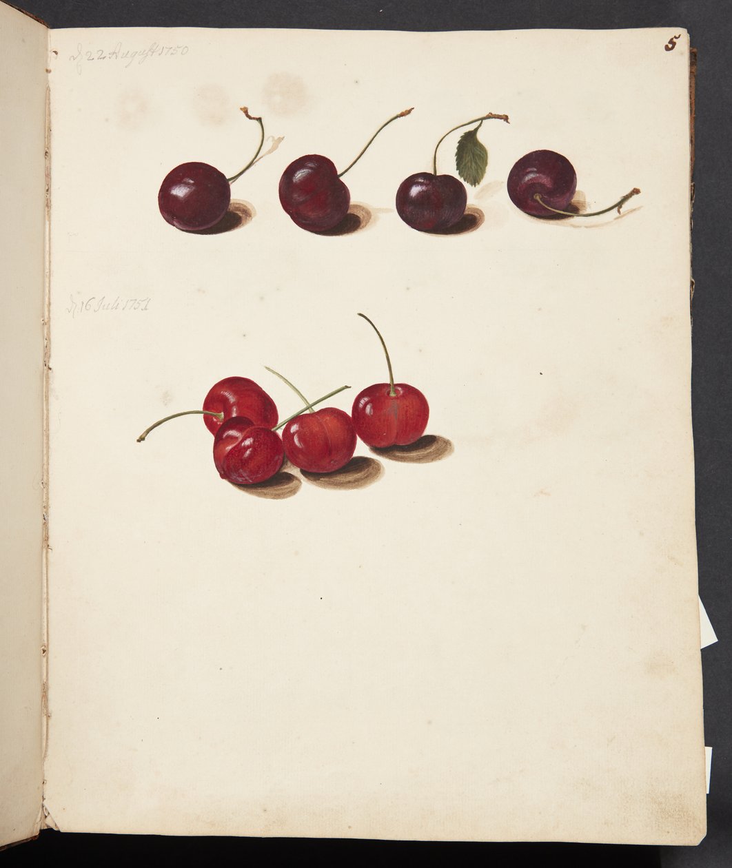 Study of Cherries by Johanna Fosie
