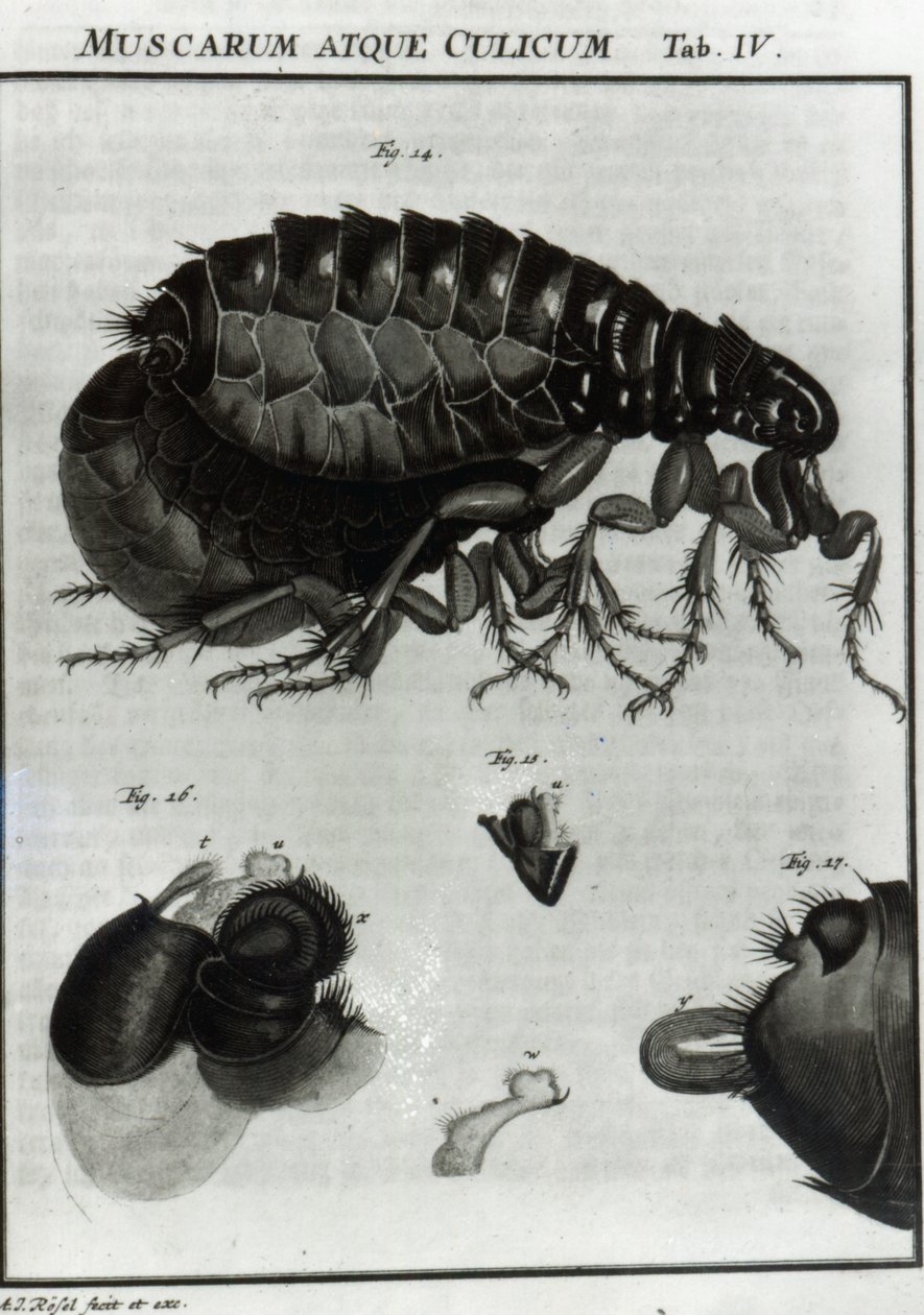 Table IV of Flies and Fleas by August Johann Rösel von Rosenhof