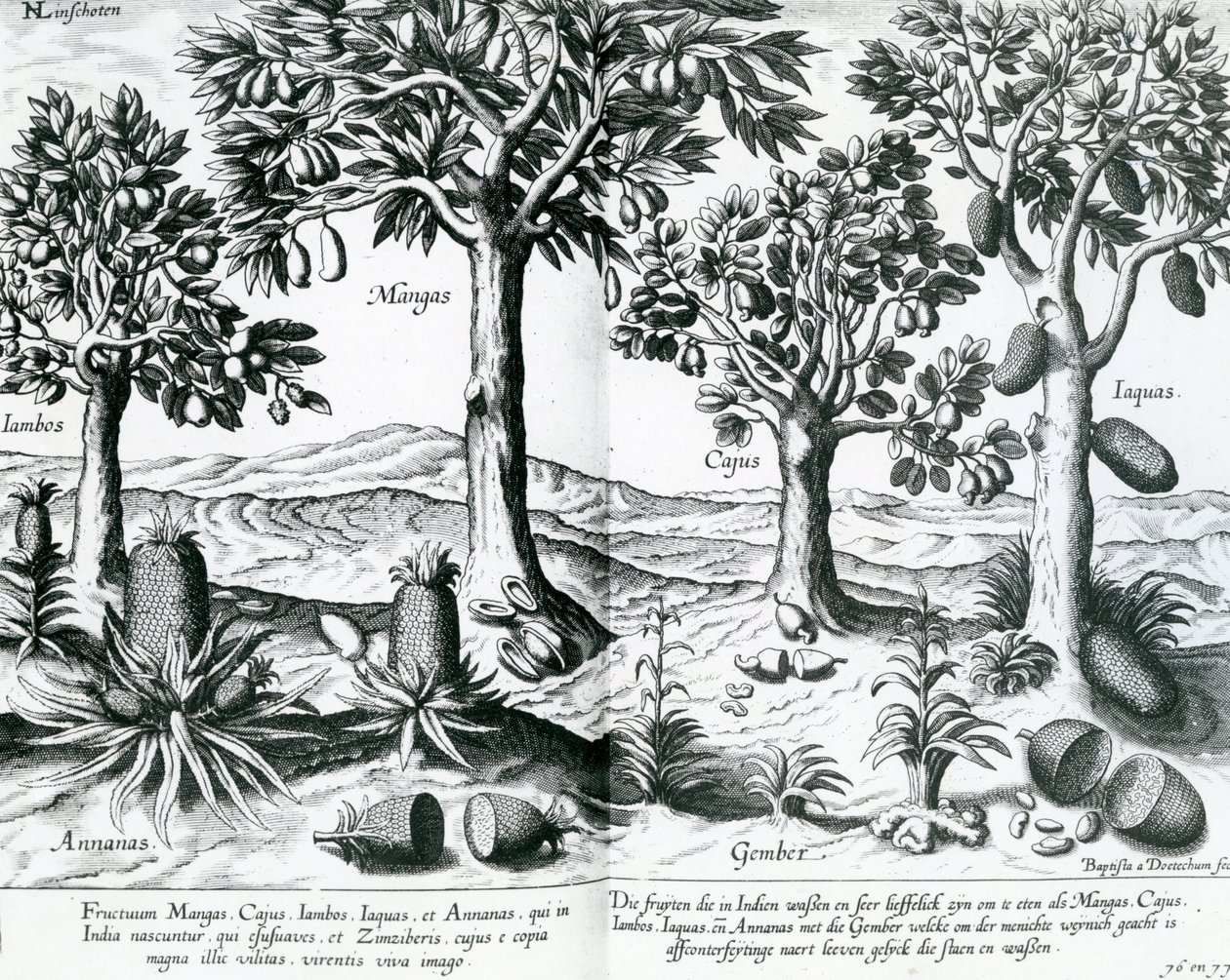 Tropical Fruit Trees by Johannes Baptista van Doetechum the Younger