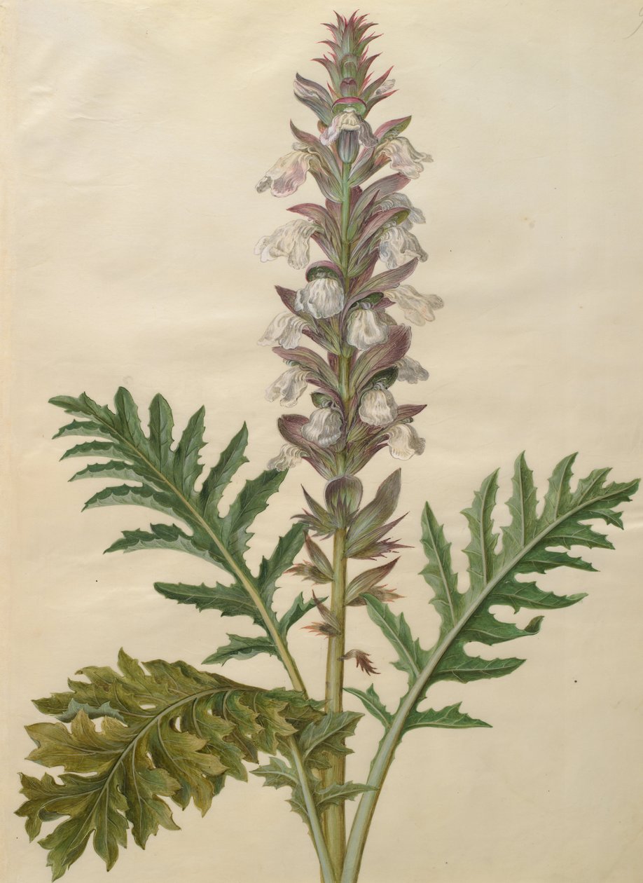 Acanthus mollis by Johannes Simon Holtzbecher