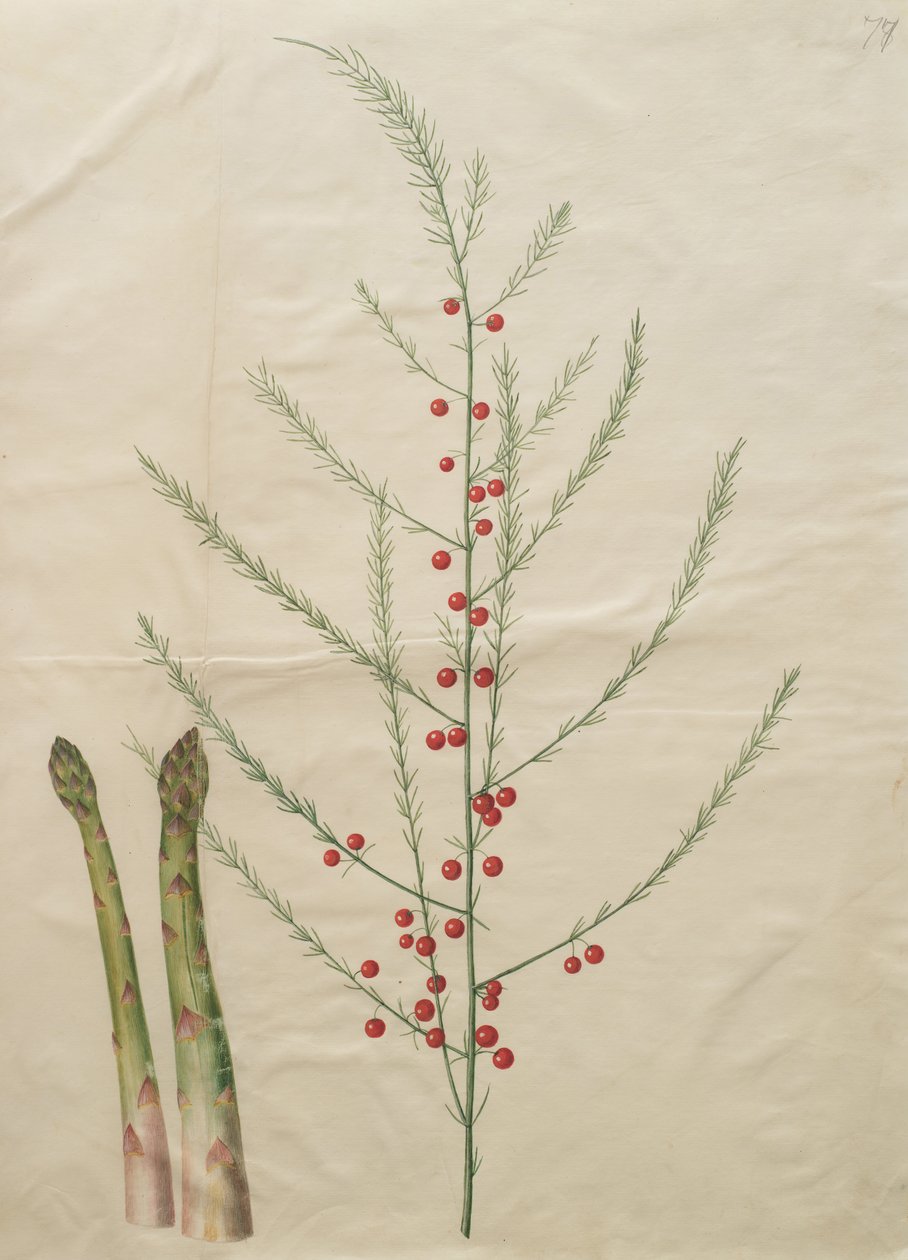 Asparagus officinalis by Johannes Simon Holtzbecher